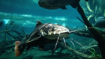 India Joins WTO Agreement On Fisheries Subsidies Prohibiting Support To Illegal Overfishing