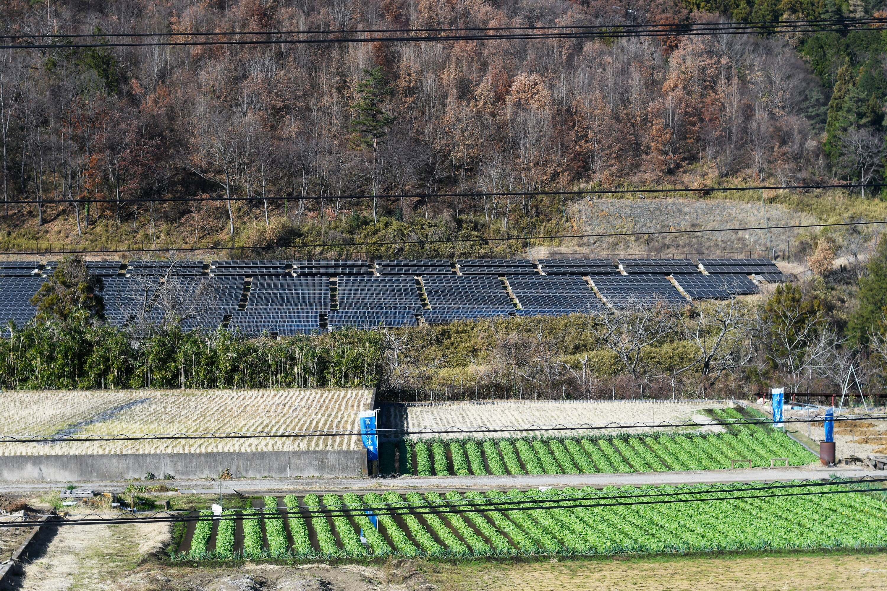India's Green Job Postings Surged 81% In January