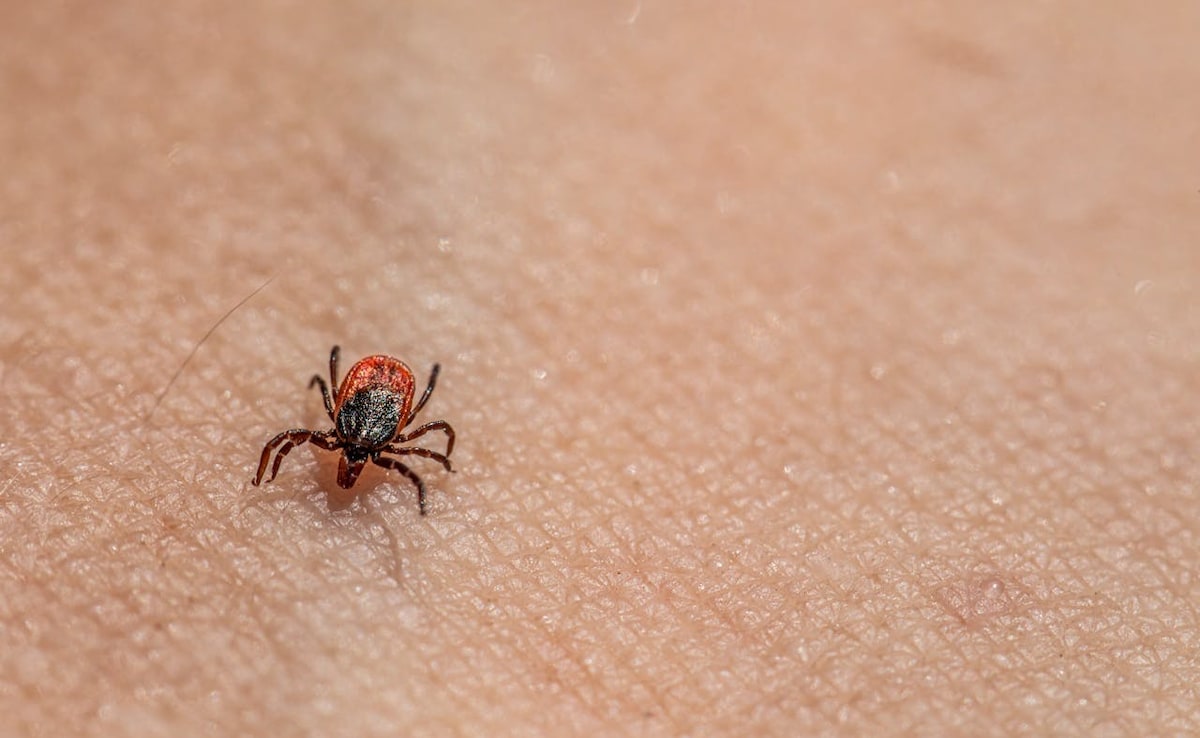 Hyderabad Study Uncovers Evolutionary Origins of Mites and Ticks, Aids Disease Carrier Prediction