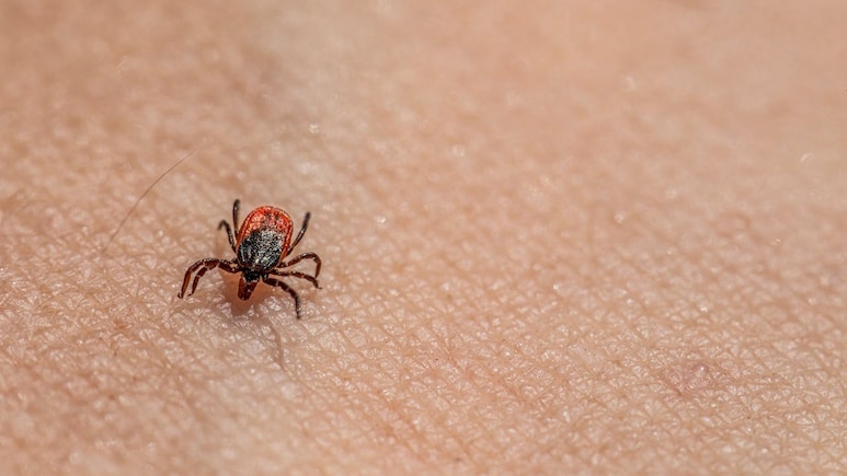 Hyderabad Study Traces Origins Of Mites And Ticks, May Help Track Future Disease Carriers