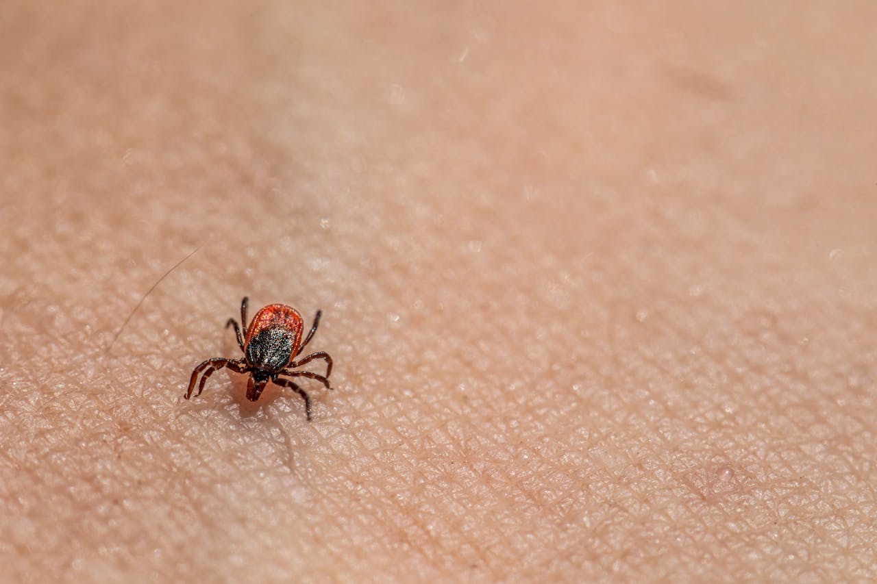 Hyderabad Study Traces Origins Of Mites And Ticks, May Help Track Future Disease Carriers