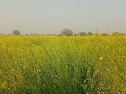 Rajasthan: धौलपुर में सर्दी ने बिगाड़ा खेती का गणित, खेतों में बर्फ बनी सरसों, किसानों के माथे पर छाई चिंता की लकीरें