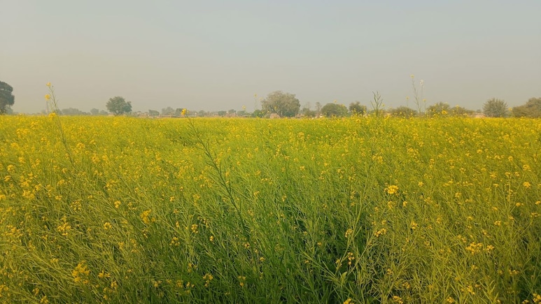 Rajasthan: धौलपुर में सर्दी ने बिगाड़ा खेती का गणित, खेतों में बर्फ बनी सरसों, किसानों के माथे पर छाई चिंता की लकीरें