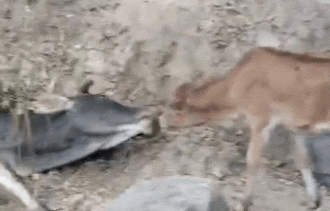 VIDEO: तड़पती रही मां, निहारता रह गया बछड़ा; एमपी में 8 गोवंशों की मौत के बाद दिखा मार्मिक दृश्य