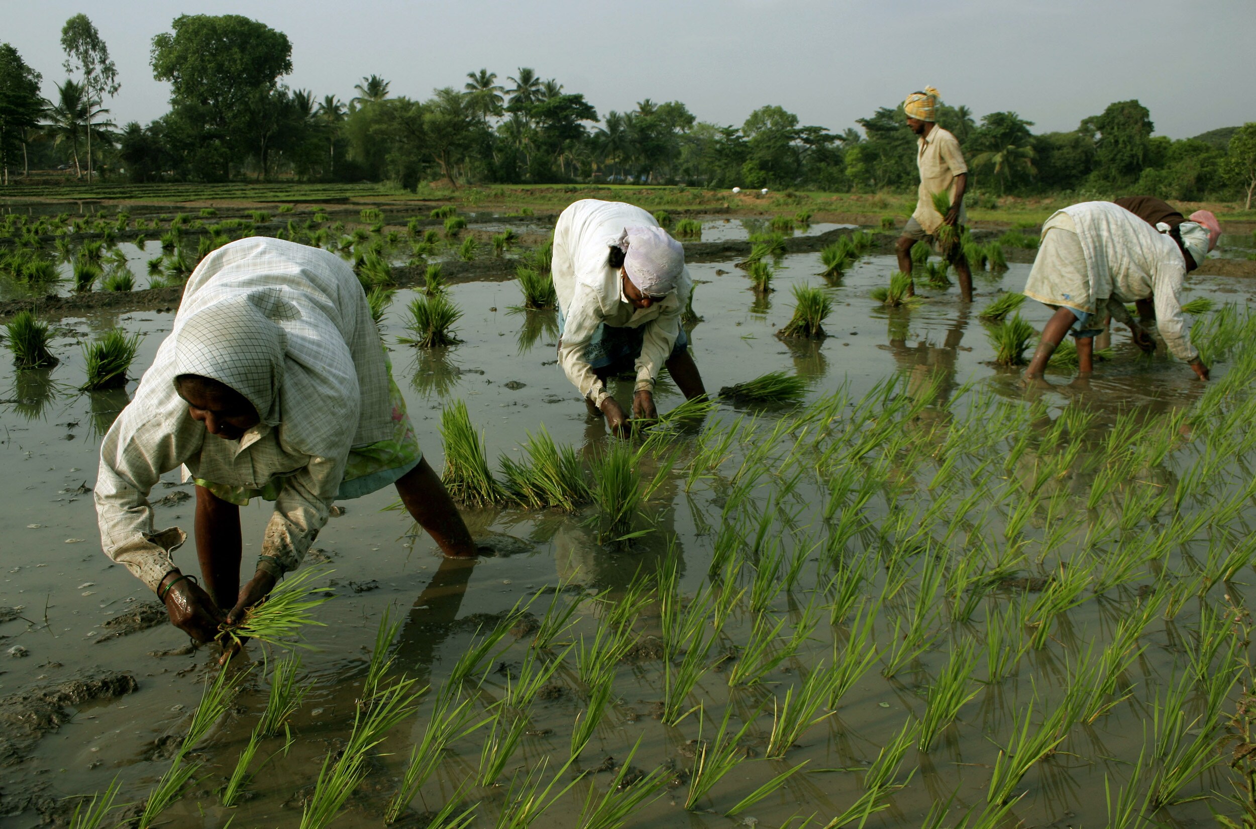 Agriculture Ministry To Soon Move Cabinet Note To Ensure Farmers Get MSP