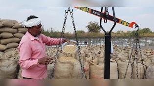 हर घंटे कई क्विंटल धान खा रहे चूहे! का ये न्यू नॉर्मल है?