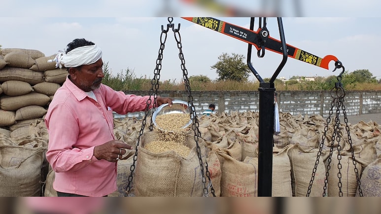 हर घंटे कई क्विंटल धान खा रहे चूहे! क्या ये न्यू नॉर्मल है?