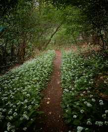 7 Ways Nature Walks Heal the Mind