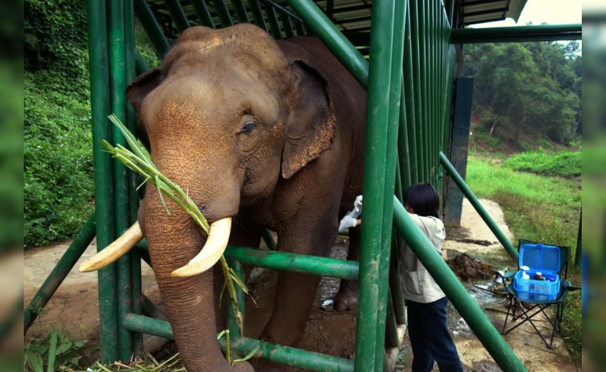 Latest and Breaking News on NDTV