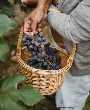 Gut-Skin Axis: Skin-Friendly Foods