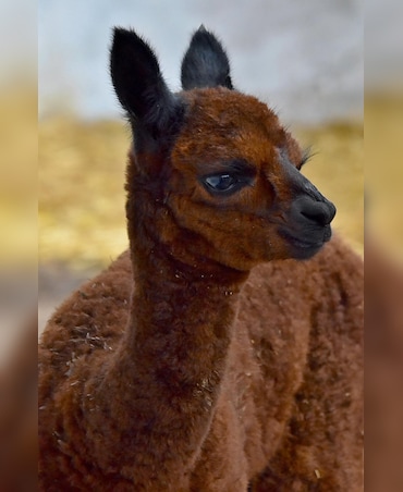 Alpaca vs Llama: What's The Difference