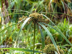 कई परेशानियों को दूर रख सकता है यह औषधीय पौधा, जानें नागरमोथा को इस्तेमाल करने का सही तरीका