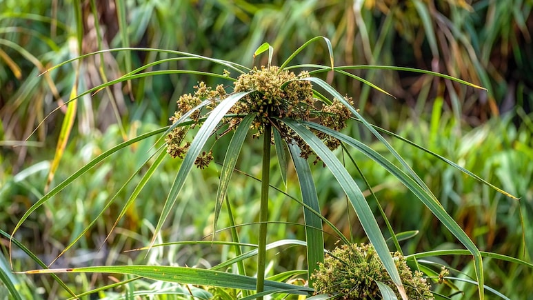 कई परेशानियों को दूर रख सकता है यह औषधीय पौधा, जानें नागरमोथा को इस्तेमाल करने का सही तरीका
