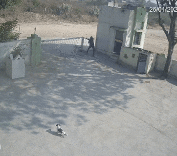 Shocking video: बाप रे! सिंहाचा पाठलाग अन् चौकीदाराची धाव, पाहा अंगावर शहारे आणणारा VIDEO