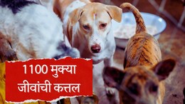 Telangana Mass Dog Killing : धक्कादायक! भटक्या कुत्र्यांचं सामूहिक हत्याकांड, तब्बल 1100 मुक्या जीवांची कत्तल