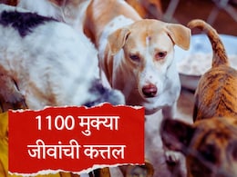 Telangana Mass Dog Killing : धक्कादायक! भटक्या कुत्र्यांचं सामूहिक हत्याकांड, तब्बल 1100 मुक्या जीवांची कत्तल