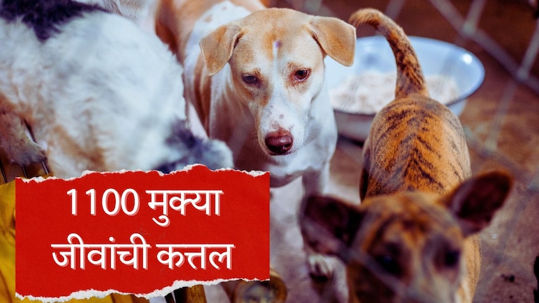 Telangana Mass Dog Killing : धक्कादायक! भटक्या कुत्र्यांचं सामूहिक हत्याकांड, तब्बल 1100 मुक्या जीवांची कत्तल