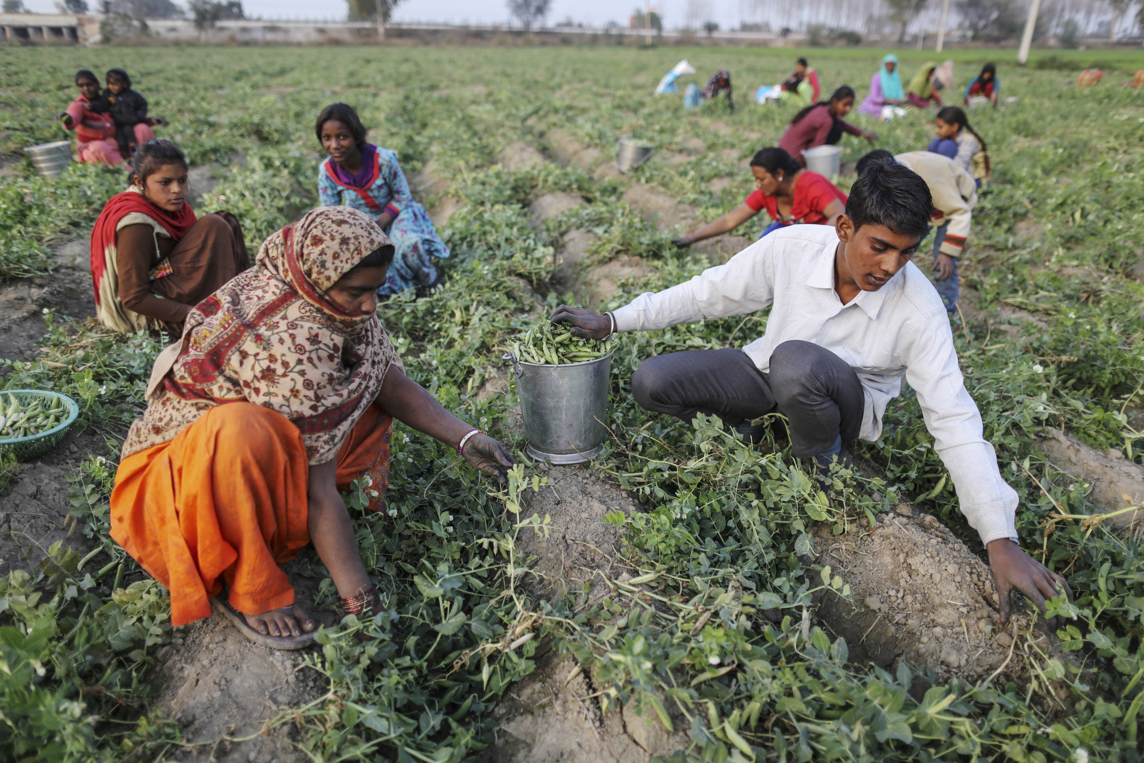 Uttar Pradesh Farm Loan Waiver: SBI Report Sees Rs 27,400-Crore Hit