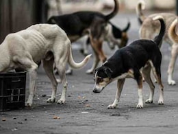 हैदराबाद: 300 आवारा कुत्तों को मार डालने की शिकायत पर पुलिस ने 9 लोगों के खिलाफ मामला दर्ज किया