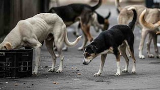 हैदराबाद: 300 आवारा कुत्तों को मार डालने की शिकायत पर पुलिस ने 9 लोगों के खिलाफ मामला दर्ज किया