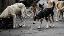 Telangana News: निवडणूक आश्वासन पाळण्यासाठी 500 कुत्र्यांची हत्या, 5 सरपंचांवर गुन्हे दाखल