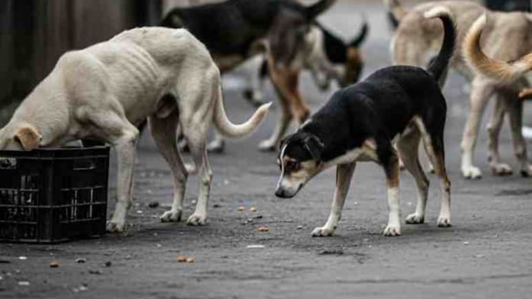 Telangana News: निवडणूक आश्वासन पाळण्यासाठी 500 कुत्र्यांची हत्या, 5 सरपंचांवर गुन्हे दाखल