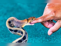 पालतू सांप को हाथ से खिलाना पड़ा भारी, जान बचाने के लिए कटवाना पड़ा अंगूठा
