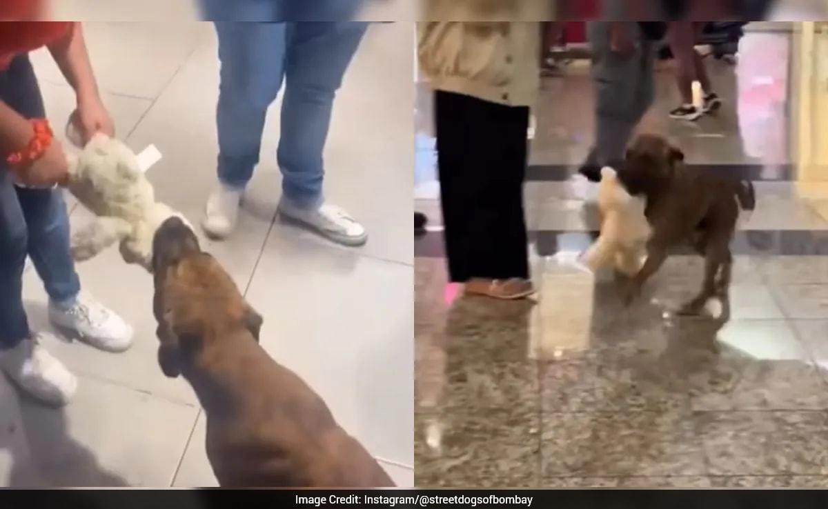 Stray Dog Adopts Toy in Mall