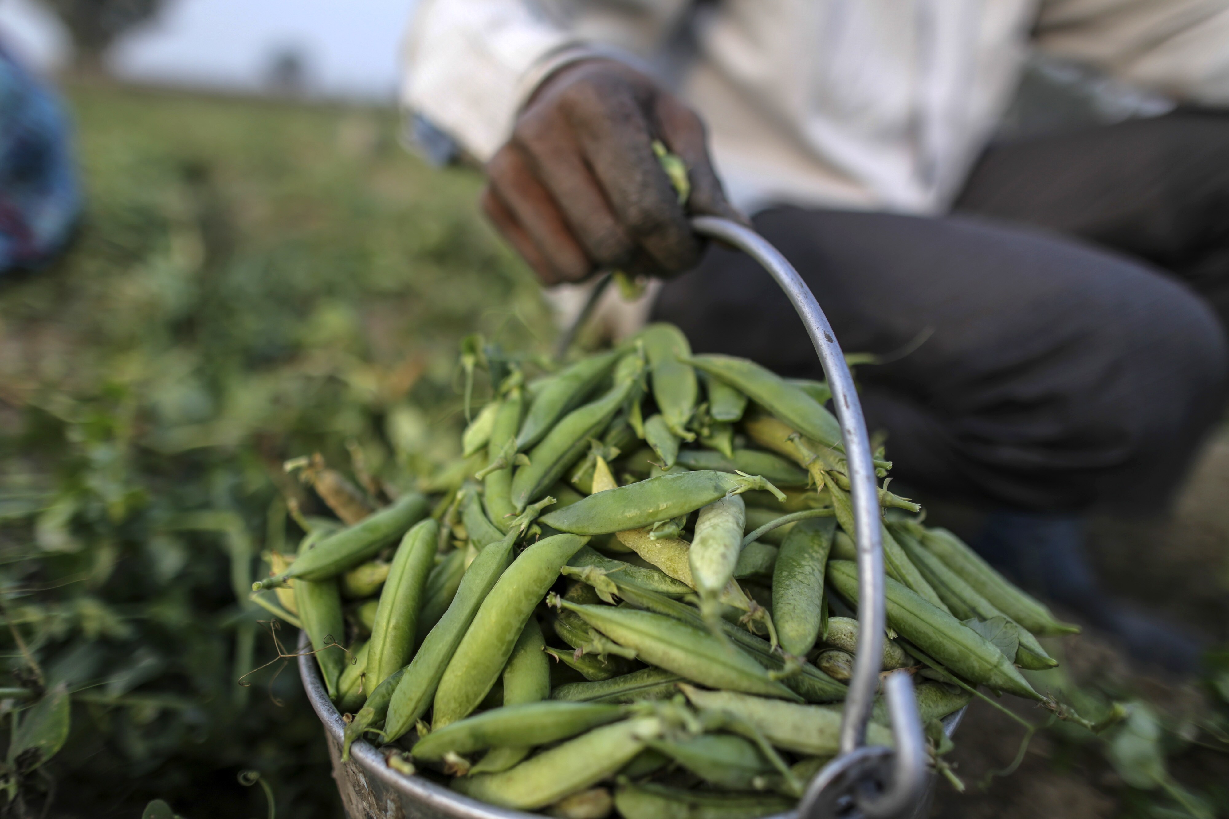 India Winter Crops At Risk As Muted Monsoon Hits Water Storage