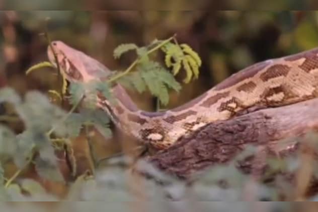 जगरों की लंबाई 10 से 22 फुट होती है