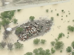 चारों ओर पानी और हरी घास, फिर भी क्यों मर रही हजारों गायें!