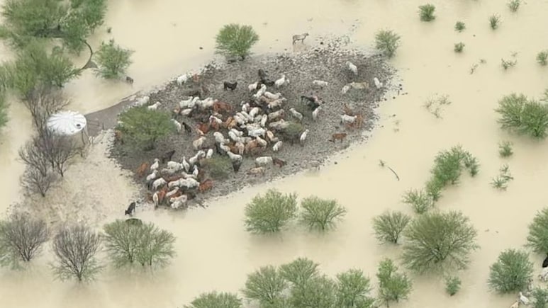 चारों ओर पानी और हरी घास, फिर भी क्यों मर रही हजारों गायें!