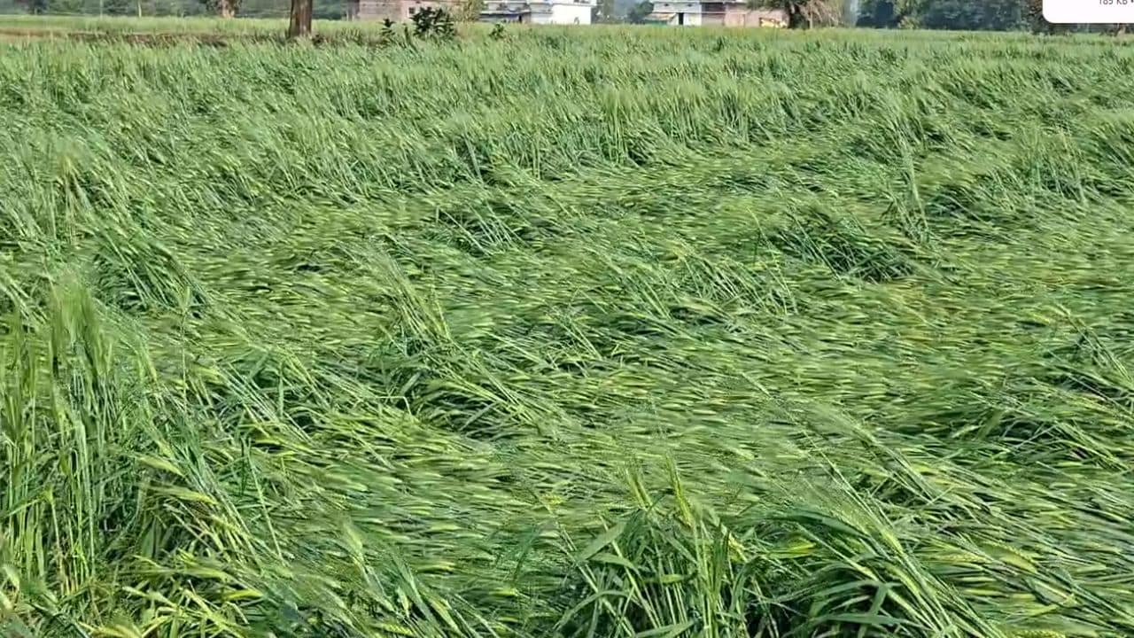 Dewas Collector Rituraj Singh 