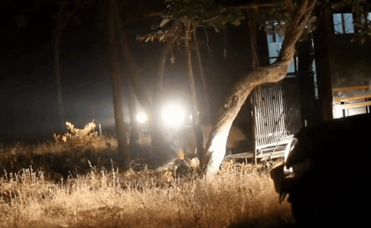 VIDEO: मां से बिछड़ा, जंगल ने सिखाया जीना, कान्हा का बाघ नौरादेही का नया ‘किंग’; मोहली रेंज में ही क्यों छोड़ा?