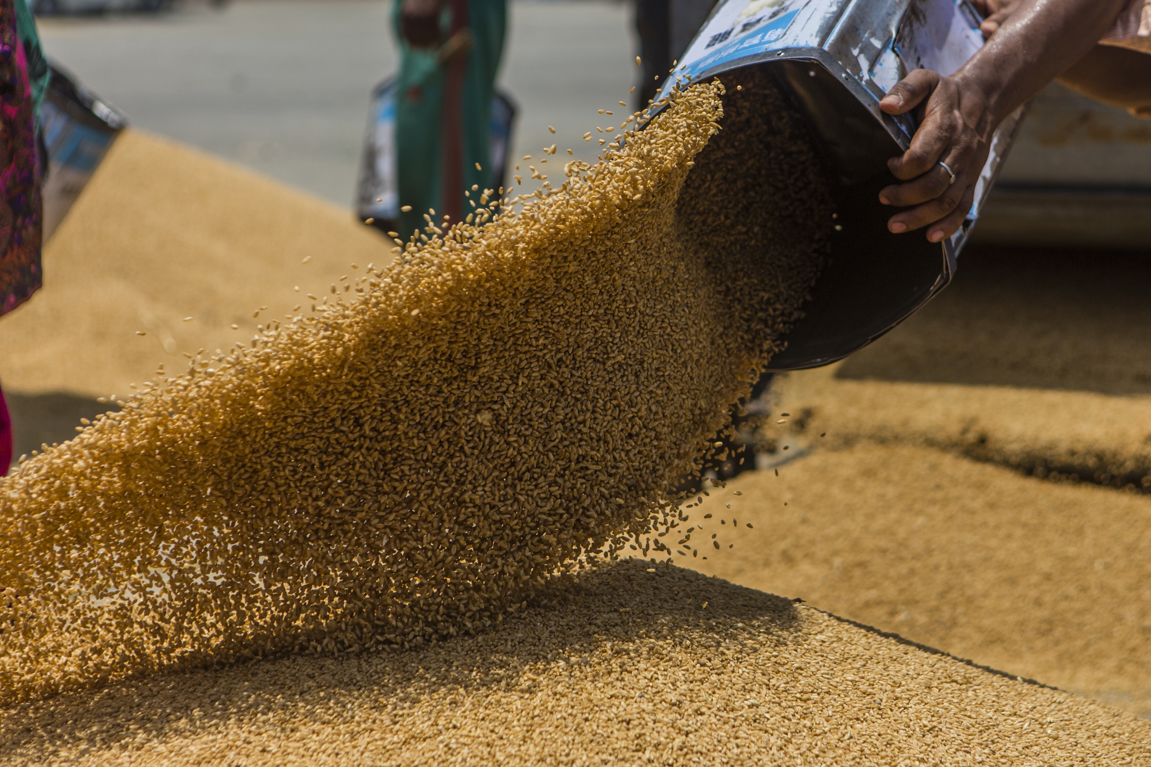 Foodgrain Output May Surpass Last Year&rsquo;s Level, Agriculture Secretary Says