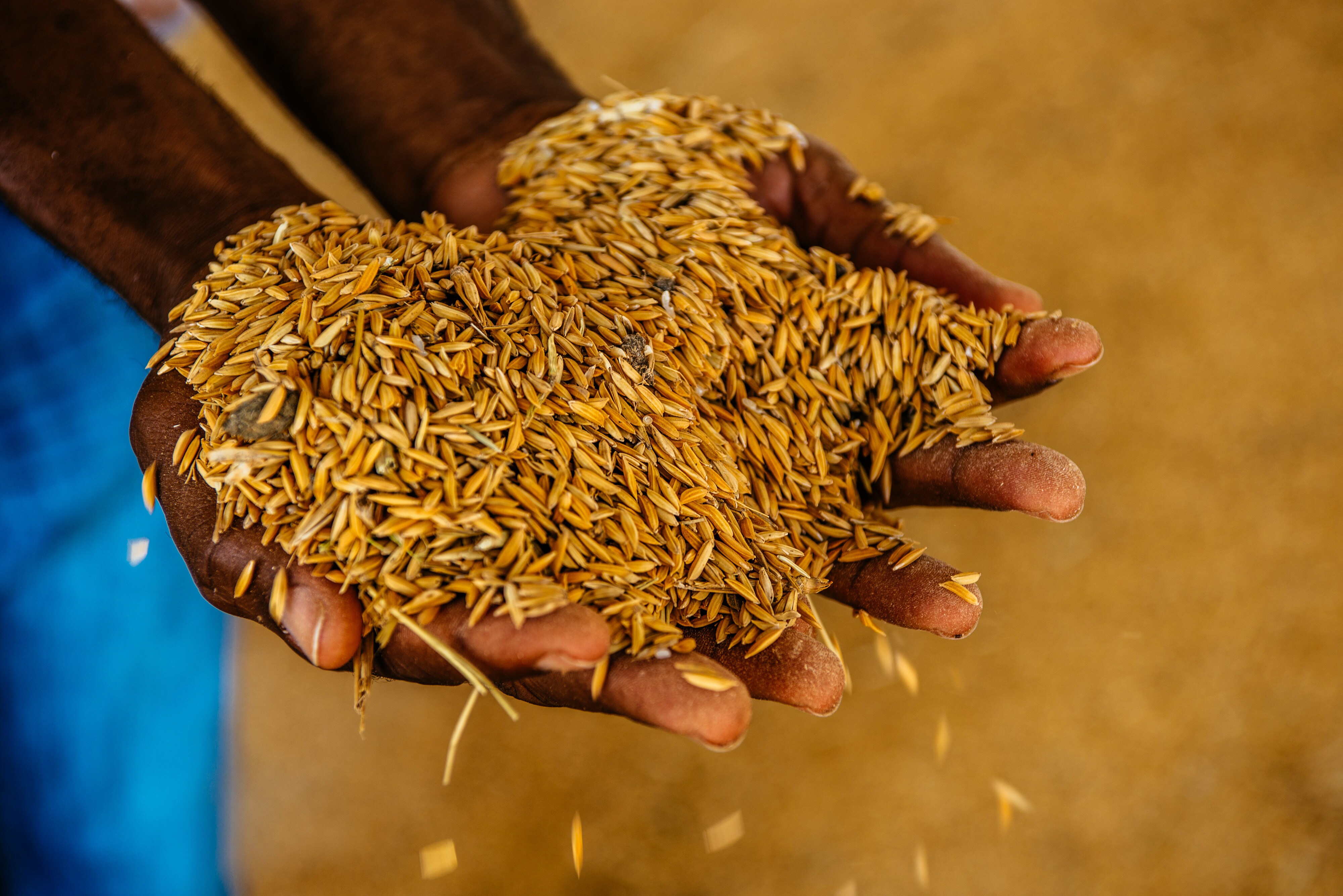 CCEA May Raise Minimum Support Prices Of Paddy, Ragi Today