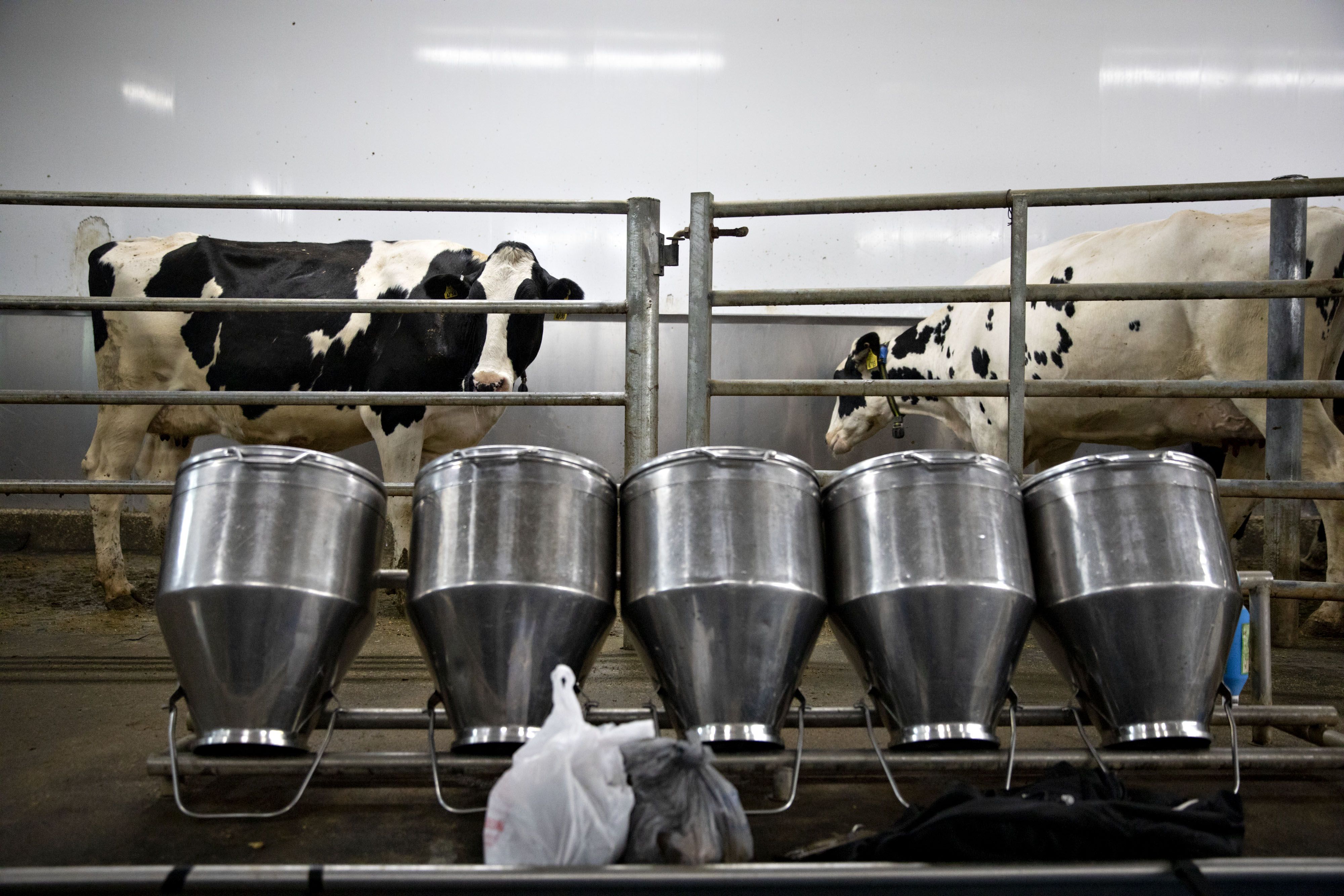 Dodla Dairy IPO: KRChoksey's Investment Rationale