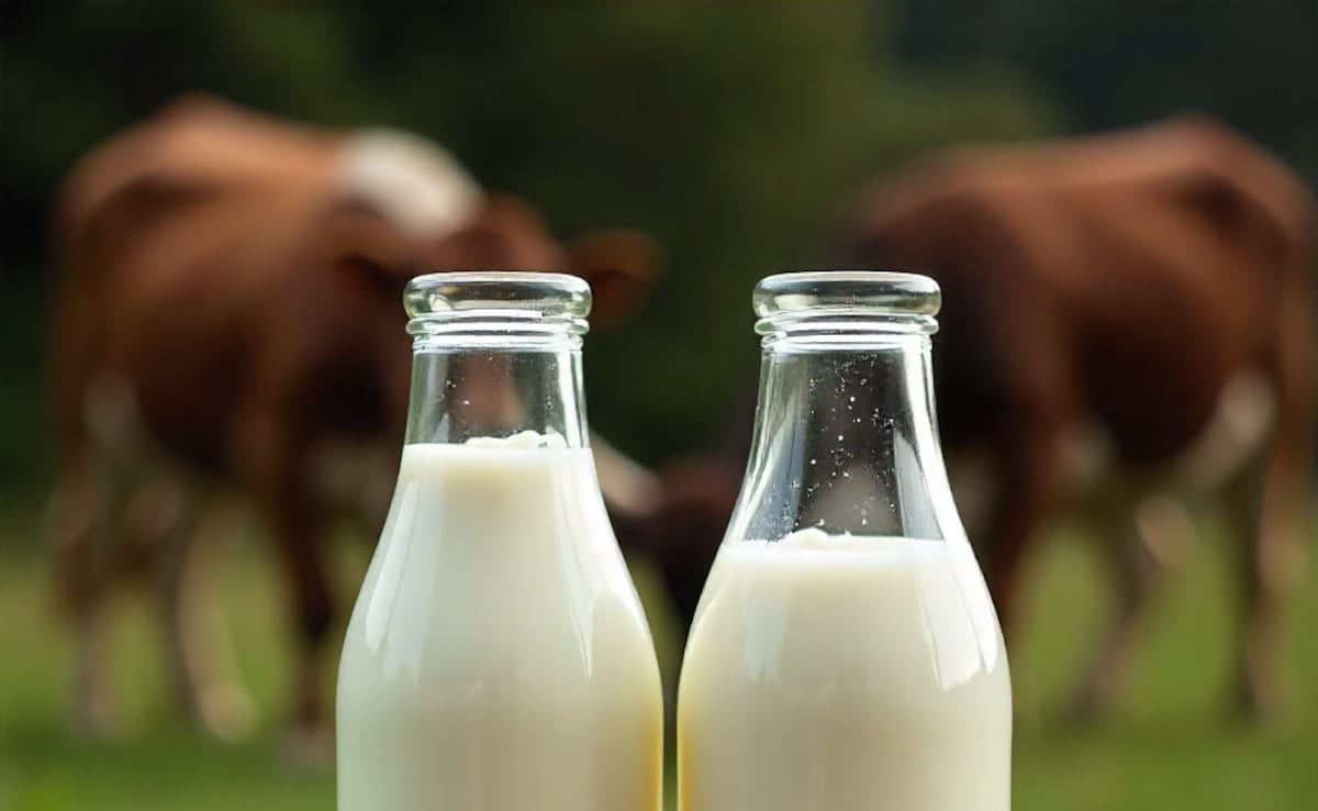Cow Milk Vs Buffalo Milk: Which One Has More Protein?