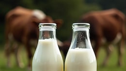 Cow Milk Vs Buffalo Milk: Which One Has More Protein?