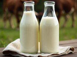 Cow Milk Vs Buffalo Milk: Which One Has More Protein?