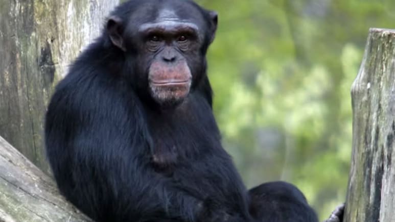 Genius Chimpanzee 'Ai' Who Could Paint, Count Dies In Japan At 49