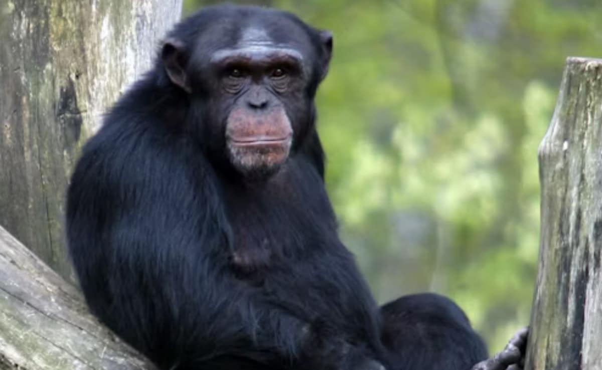 Genius Chimpanzee 'Ai' Who Could Paint, Count Dies In Japan At 49
