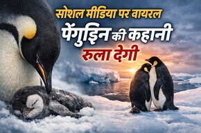 Instagram पर Panguin वाला वीडियो क्यों हो रहा है वायरल? कहानी सुनोगे तो रो दोगे
