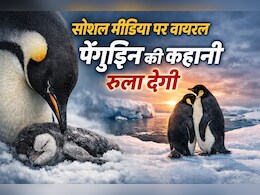Instagram पर Panguin वाला वीडियो क्यों हो रहा है वायरल? कहानी सुनोगे तो रो दोगे