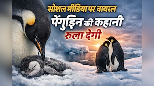 Instagram पर Panguin वाला वीडियो क्यों हो रहा है वायरल? कहानी सुनोगे तो रो दोगे