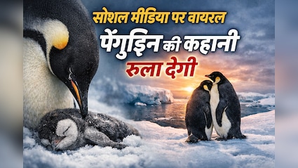 Instagram पर Panguin वाला वीडियो क्यों हो रहा है वायरल? कहानी सुनोगे तो रो दोगे