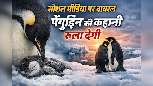 Instagram पर Panguin वाला वीडियो क्यों हो रहा है वायरल? कहानी सुनोगे तो रो दोगे