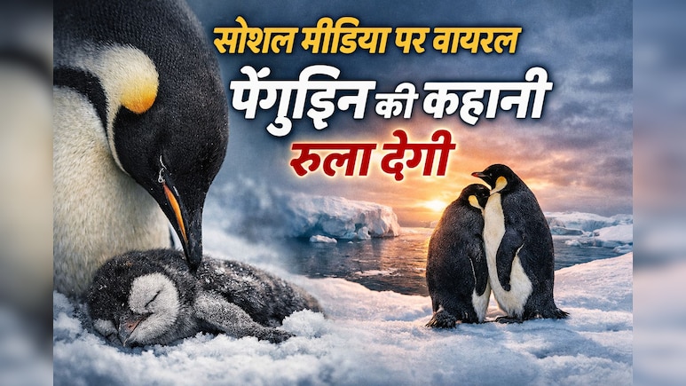 Instagram पर Panguin वाला वीडियो क्यों हो रहा है वायरल? कहानी सुनोगे तो रो दोगे