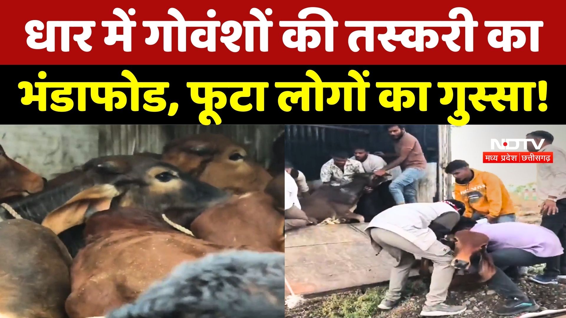 Dhar News: गोवंशों की तस्करी का भंडाफोड, फूटा लोगों का गुस्सा! | Cow Smuggling | Madhya Pradesh News