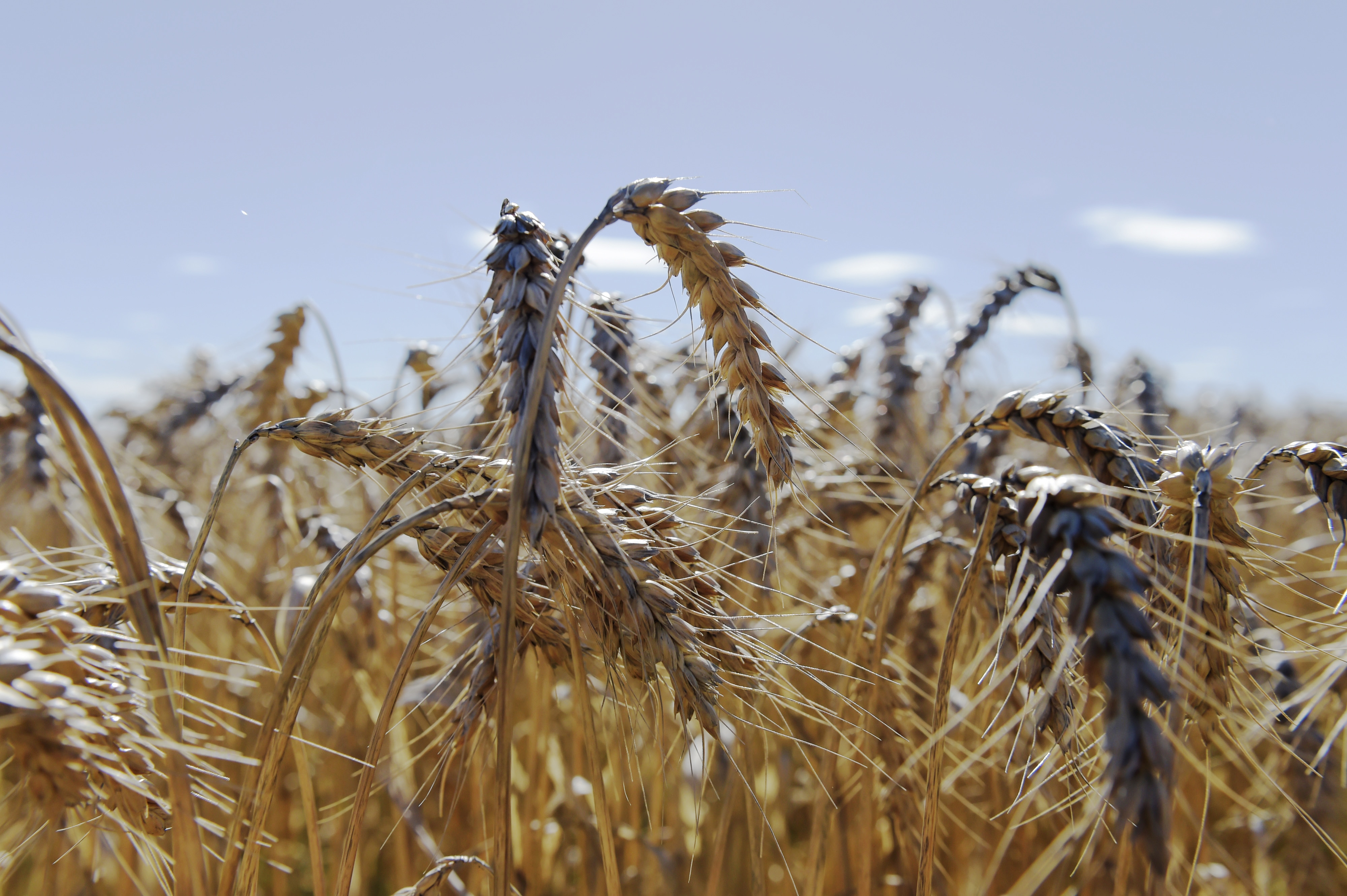 Government Slaps 10% Import Duty On Wheat, Tur Dal